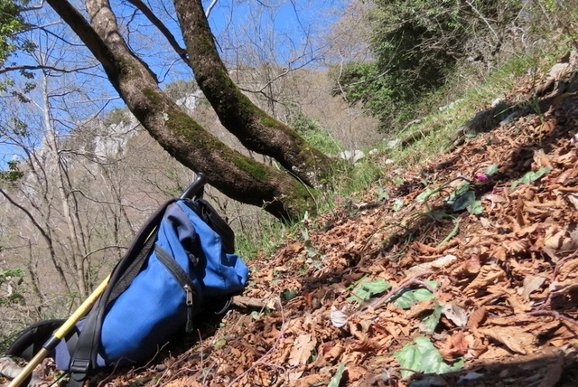 Ophrys crabronifera & Ophrys holosericea sp. � Monti Lucretili  (Roma).